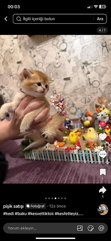 Pişiklər: Şotland — 13