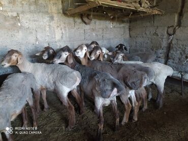 Бараны, овцы: Продаю | Баран (самец) | Гиссарская | На забой | Племенные