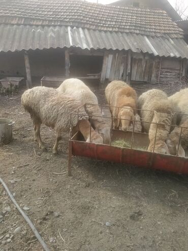 овцы гиссар: Продаю | Ягненок, Баран (самец) | Арашан | Племенные