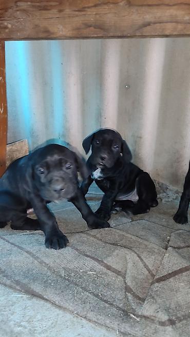 Продажа собак: Кане-корсо, 2 месяца, Самец, С прививкой — 5