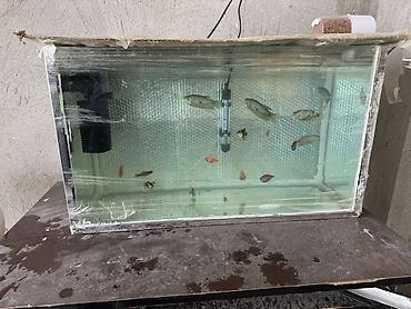 akvarium filtiri: Dördbucaq akvarium, Balıqlarla birlikdə, 80 l — 1