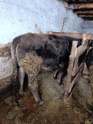 Коровы, быки: Продаю | Корова (самка), Тёлка | Полукровка | На забой | Привязанные — 10