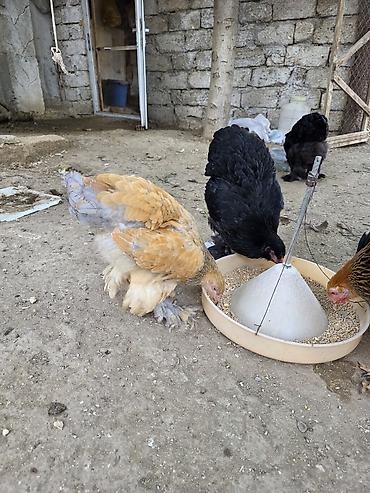 Cücələr: Toyuq cücələri, Damazlıq — 8