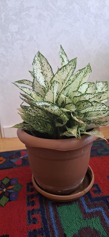 kalanxoe bitkisi: Ağ-yaşıl xallı yarpaqları ilə dekorativ otaq bitkisi – Aglaonema — 2
