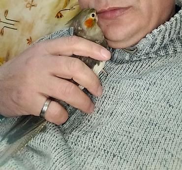 kakadu quşu: Başlıq: 🌟 TAM ƏL QUŞU – Mehriban və Dişləməyən Dişi Korella ​Təsvir — 4