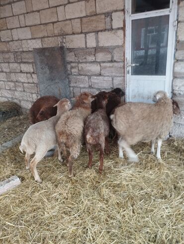 Qoyunlar, qoçlar: Salam ümlikdə 6 ədədir tək tək 245 dən hamin alan olsa 1450 dən son -da lalafo.az — 3 Qoyunlar, qoçlar: Salam ümlikdə 6 ədədir tək tək 245 dən hamin alan olsa 1450 dən son — 3