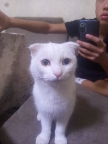 купить породистую собаку: 10 месяцев, Мальчик, Белый, С прививками, Приучена к лотку, Проглистована