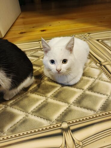 Pişiklər: Yaxşı əllərə — 4