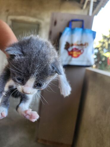 Pişiklər: Dişi, Erkək, Yaxşı əllərə, Ünvandan götürmə, Pulsuz çatdırılma — 18