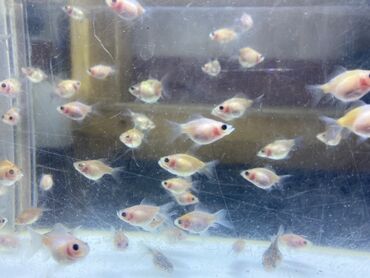 Akvariumlar: Ping Pong-Mirvari Balığı Ortalama 3 sm ölçüdə təmiz qan,qarışıqsız