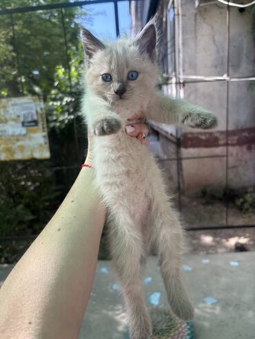 кошка котенок: Кошка даром: Беспородная, 2 месяца, Девочка