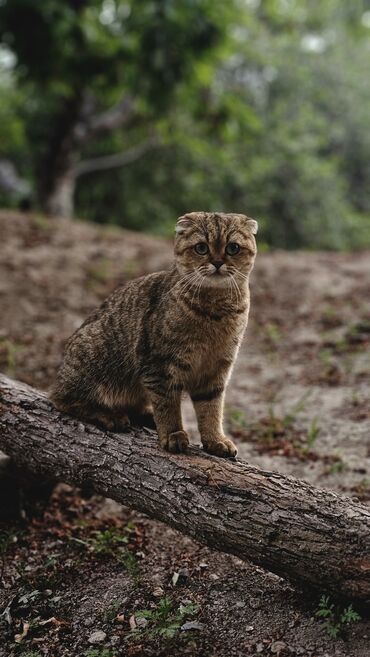 бараны которые маленькие за 8000: Скотиш Фолд (Шотландская вислоухая), 7 месяцев, Девочка, Золотая шиншилла, Приучена к лотку