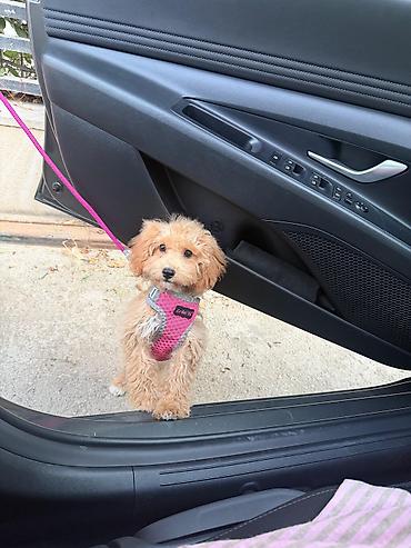 maltipoo mini: Maltipu (Maltipoo) balası – dişi Rəng: “ice gold” / buzlu krem Doğum — 2