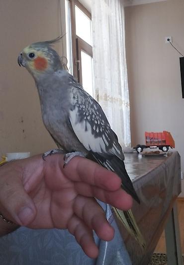 qarga balasi satilir: Korella satilir qefesle birlikde 1 Erkek 1 Diwidi tam saglam ev — 2
