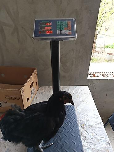 qarğa balası satılır: Salam. Temiz qan damazliq avstrolorp beceleri satilir. Mende olan sort — 6