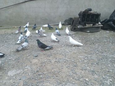 Göyərçinlər: Məhsul: Güvənçinlər (xüsusi uçuş və rəng çeşidləri) Təsvir: - — 22