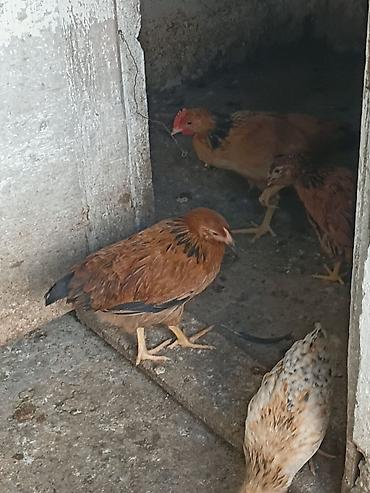 heyratı cucə: Toyuq cücələri, Damazlıq — 3