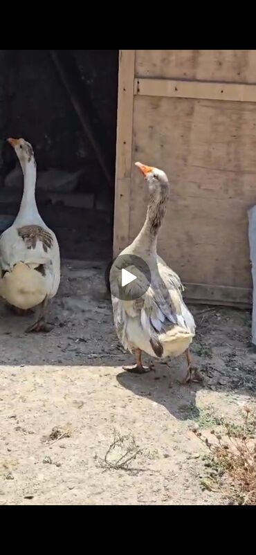 pulsuz heyvanlar verilir: Linda qazları 1 erkək 2 dişi 1dənədə 30- 40 günlük bala cavan