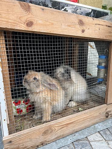 dovsan karlik: 🐰 5 aylıq karlik dovşanlar satılır! İki şirin karlik dovşan satılır — 7