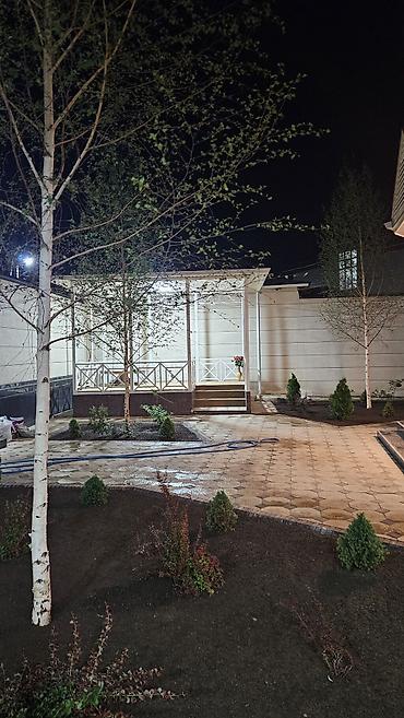 Берёза: Саженцы — 25