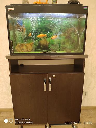 Akvariumlar: Akvaryum dəsti – şkaflı - Ölçü: təxmini orta/həcimli düzbucaqlı — 3