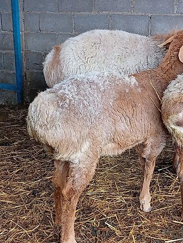 Баран, овца: Продаю | Овца (самка) | Для разведения | Матка — 4