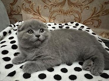 породистые котята: Шотландские котята (окрас голубой) «Милые котята недавно родились 🐾 — 6