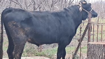 Inəklər, öküzlər: Üç baş ətlik erkək dana satılır təmiz əti 220. 185. 150 . ivanovka — 5