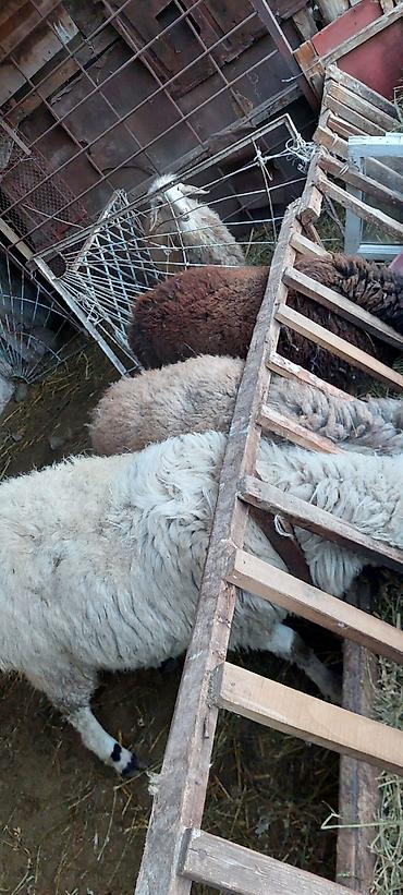 Баран, овца: Продаю | Баран (самец) | Для разведения — 8