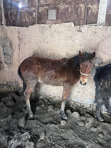 Лошади, кони: Продаю | Жеребенок | На забой — 6