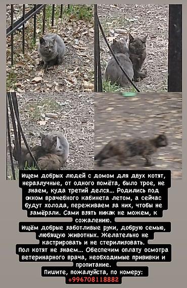 ветеринарный: Ищут дом два котёнка из одного помёта. Котята неразлучные, живут — 1