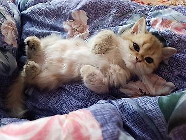 Кошки: Скотиш Страйт (Шотландская прямоухая), 3 месяца, Мальчик, Золотая шиншилла, Приучена к лотку, Проглистована — 3