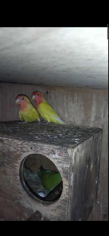 Tutuquşları: Nerazluçnik.Hazır cütlər.bala.və cütə hazır mayalar.Hamsı sağlam və — 2