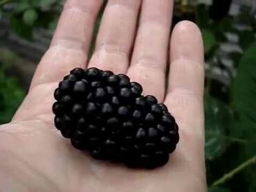Ежевика: Ежевика — 7