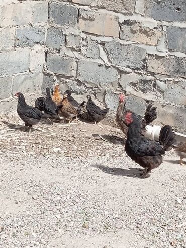 дикие птицы кыргызстана: Срочно продаю цыплят домашних от 1.до 3 месяцев тел