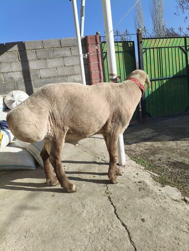 Бараны, овцы: Продаю | Овца (самка) | Эдильбаевская | Для разведения | Племенные — 3