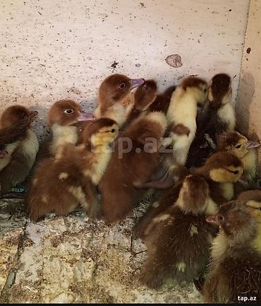 ordek satilir: Krasnadar sortu lal öredekler satılır boyük isdeyen olsada böyük — 3