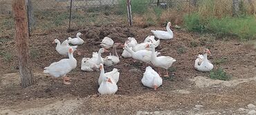 Inəklər, öküzlər: Erkək, | Linda, Ətlik, Ünvandan götürmə