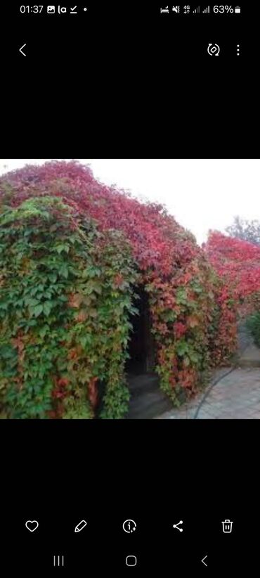 Садовые цветы и кустарники: Семена цветка: Самовывоз, Платная доставка — 3