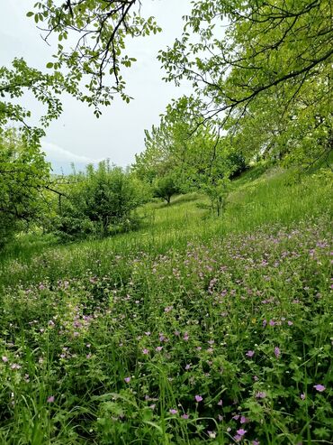 Torpaq sahələrinin satışı: 24 sot, Biznes üçün, Mülkiyyətçi, Kupça (Çıxarış) — 5