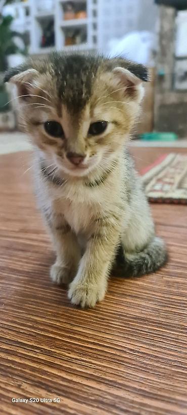 вислоухий баран кролик купить: Котята шотландские вислоухие (Scottish Fold) - Окрас: золотисто‑табби — 2