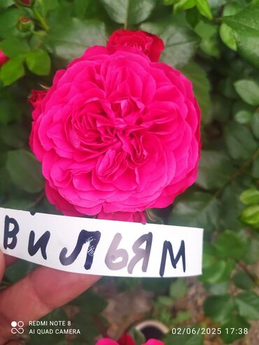 Şitillər: Məhsul: Bağ bitkiləri və meyvə fidanları seçimi - Hibiskus (Rose of — 35