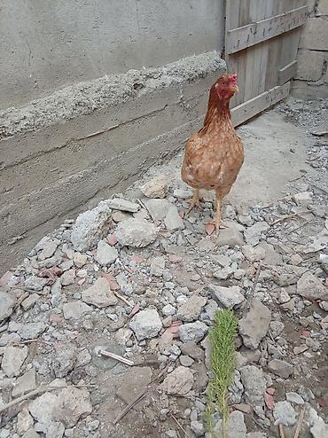 satıq at: Heyratı satılır — 3