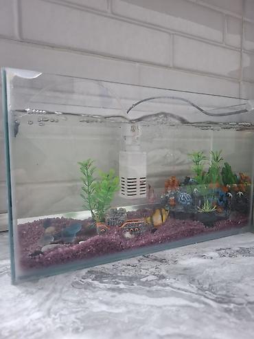 Şüşə akvarium dekorasiya ilə birlikdə təqdim olunur. Akvariumun içində