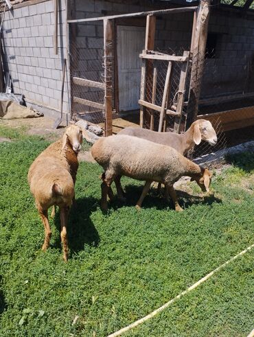 альпийские козы: Продаю | Ягненок | Арашан | Для разведения | Матка