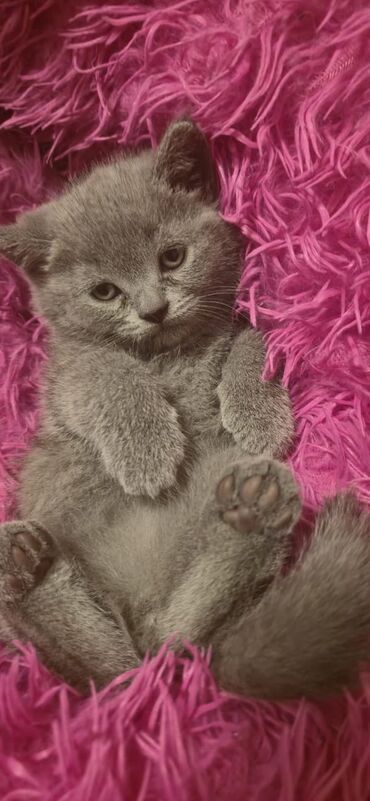 Pişiklər: Britan yastı qulaq, Erkək, Dişi, Yaxşı əllərə, Ünvandan götürmə, Pulsuz çatdırılma, Ödənişli çatdırılma — 121