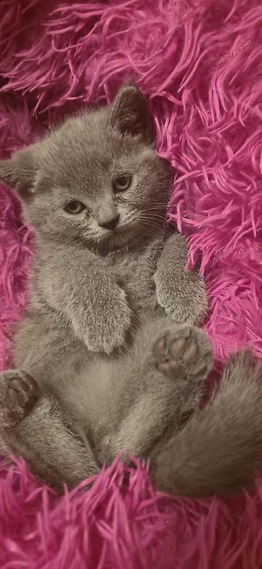 Pişiklər: Şotland — 29