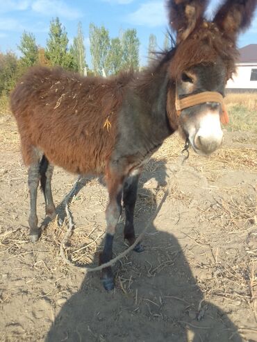 стрижка кошек с выездом на дом: Башка жаныбарлар