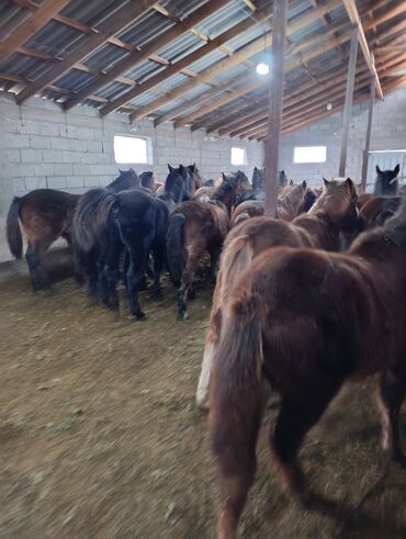 Лошади, кони: Продаю | Жеребенок | Для разведения | Племенные — 2