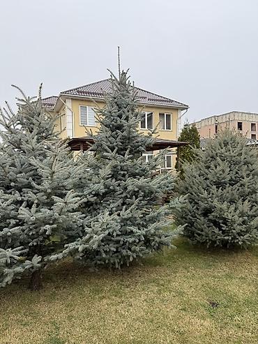 Ель: Продаю Ели голубые от 2-4 метров, колоновидные туи 4 метровые: густые — 5